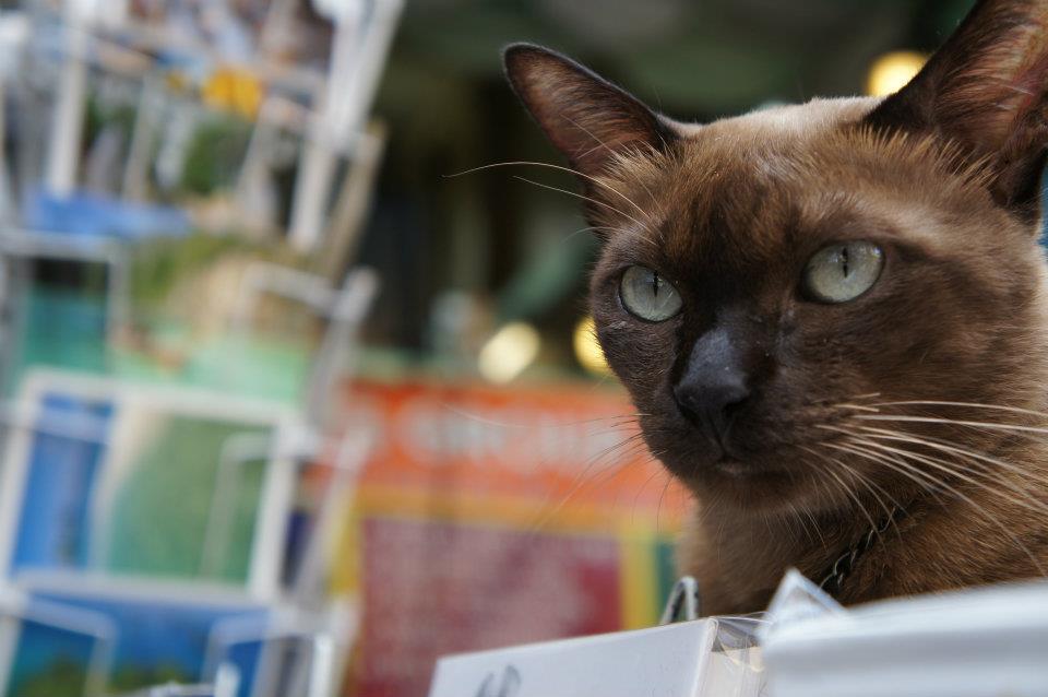 番猫