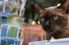 番猫