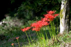 彼岸花
