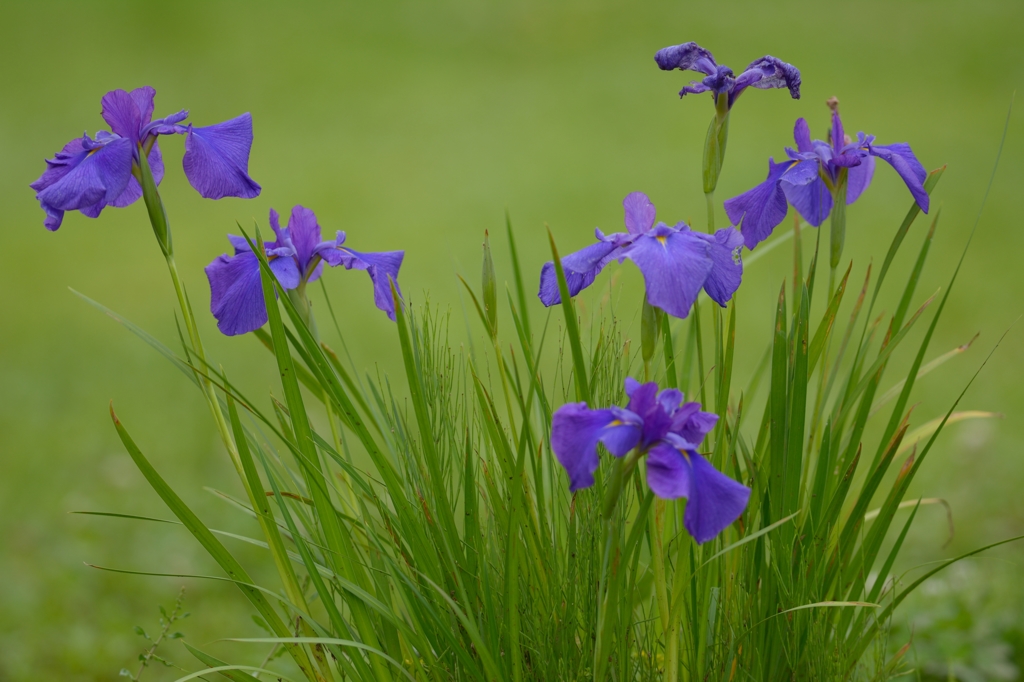 Blue flag.