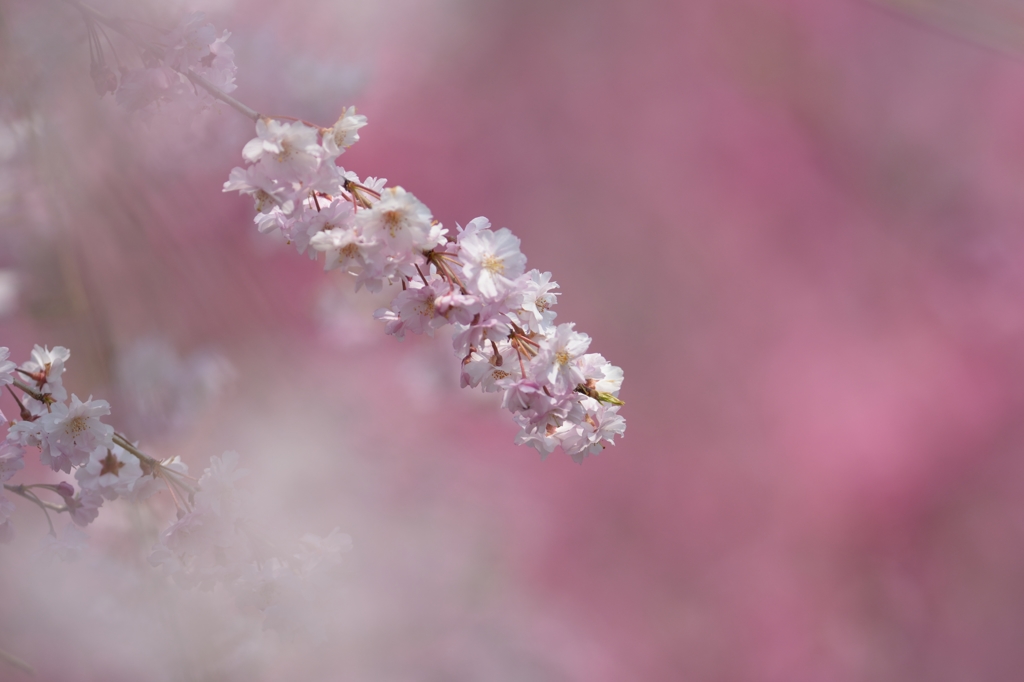 枝垂れ桜