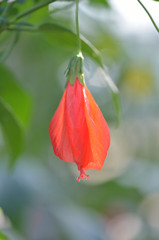 Red and green.