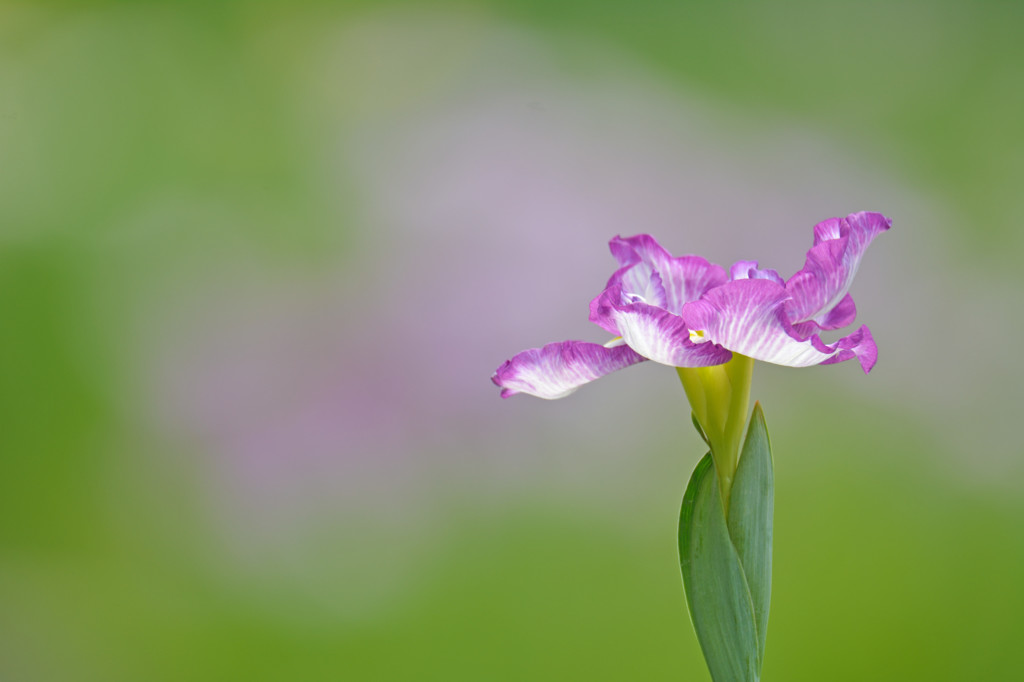 花菖蒲