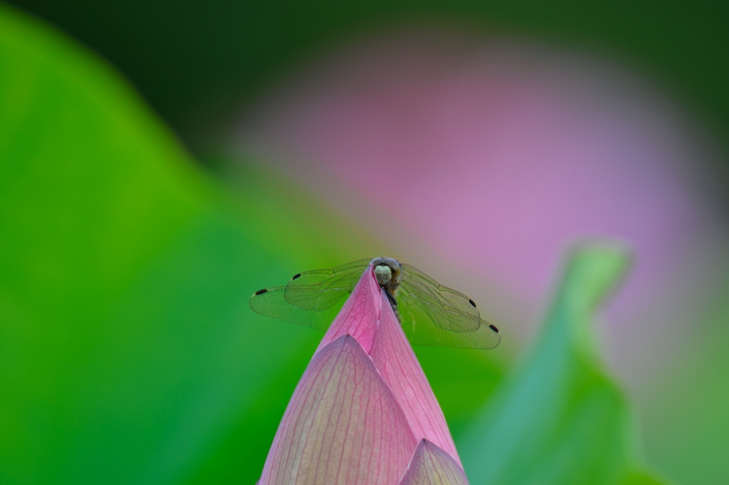頬ずり蜻蛉