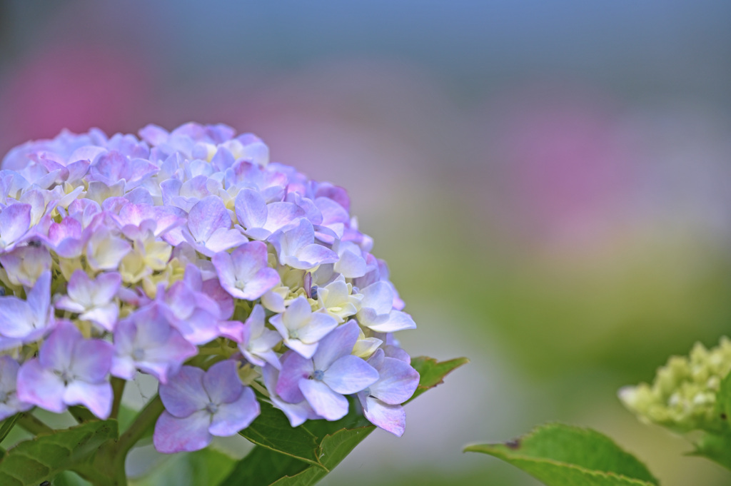 雨季の花