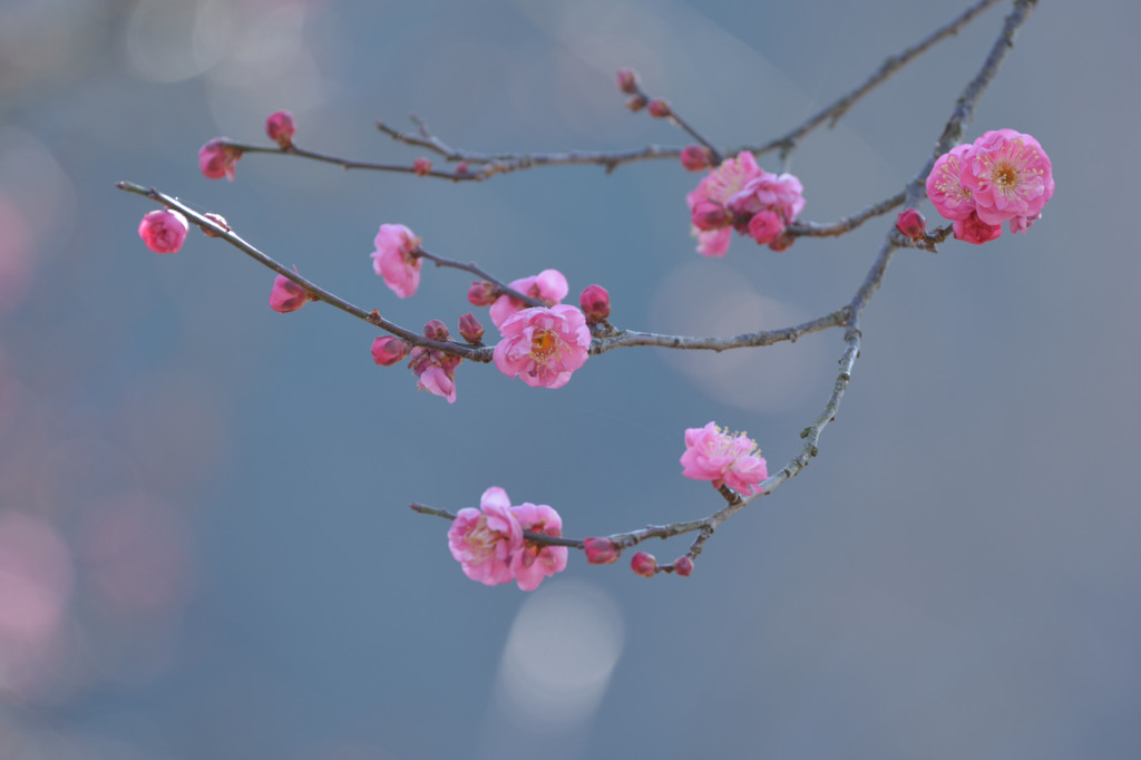 春が来た
