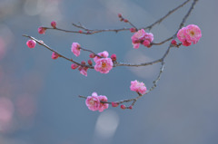 春が来た