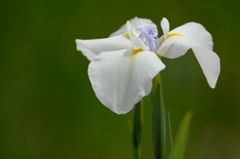 白菖蒲