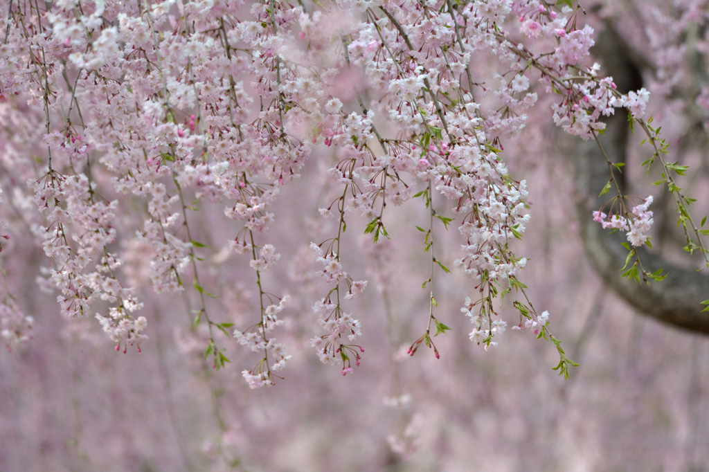 桜トンネル