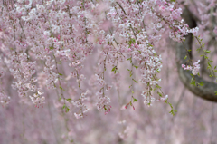 桜トンネル