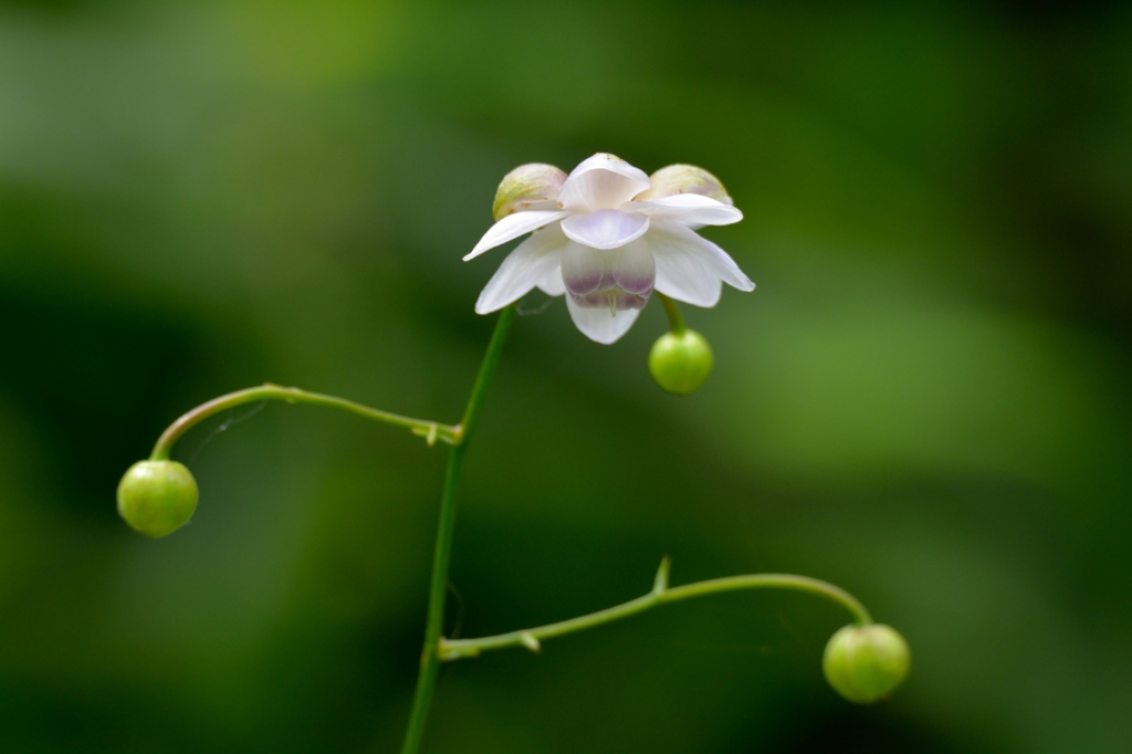 森の花