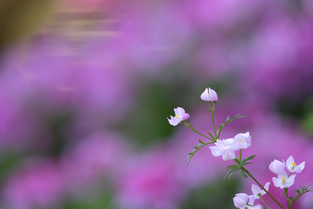 小さな花