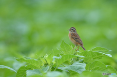 夏に歌えば。