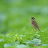 夏に歌えば。