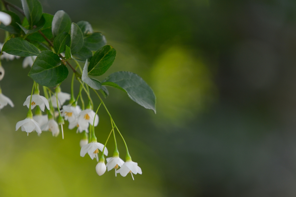 えごの花