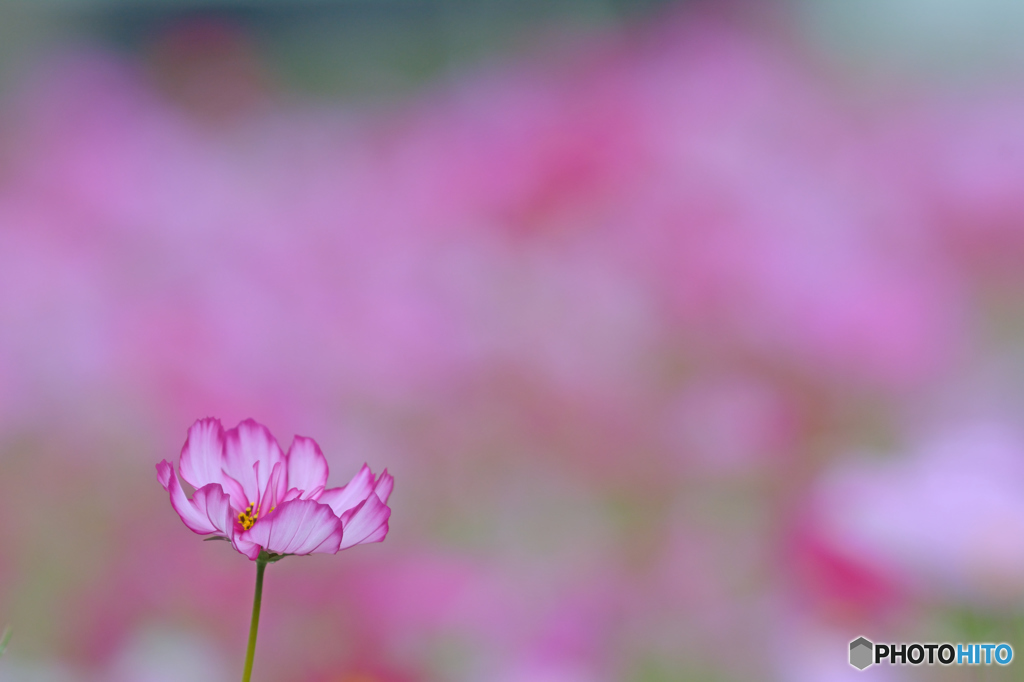 主張