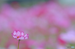 主張