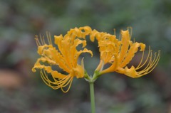 黄花