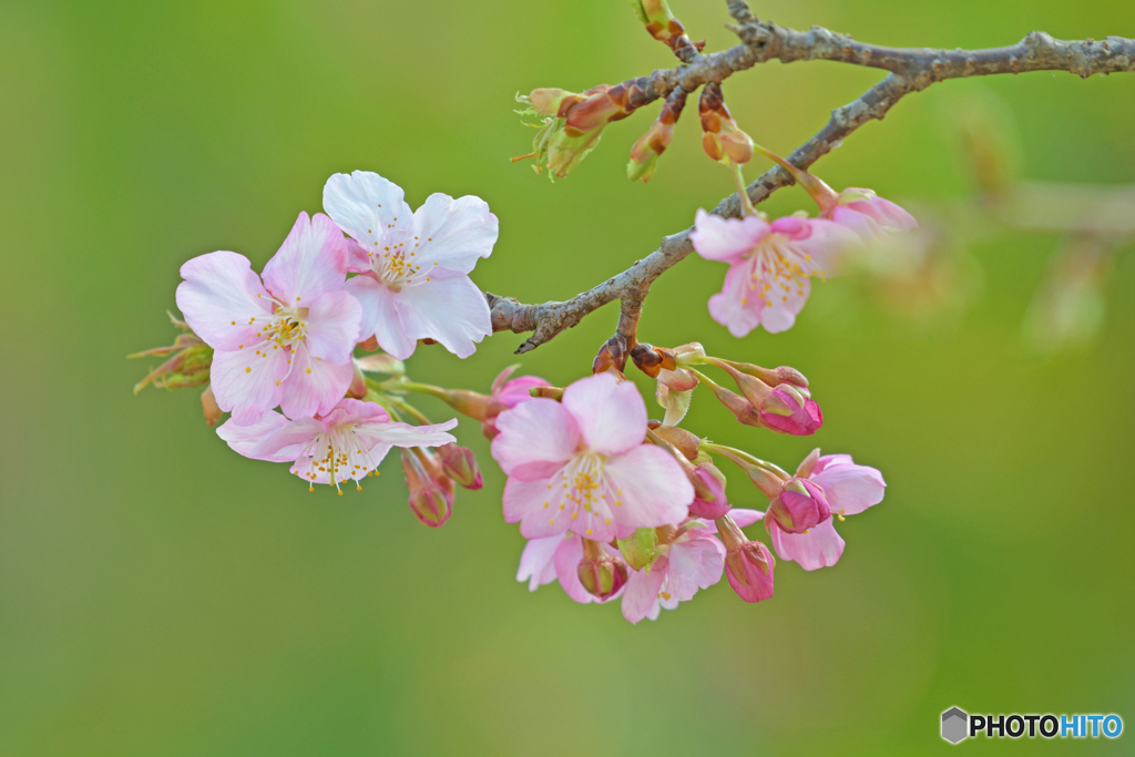 河津桜咲く