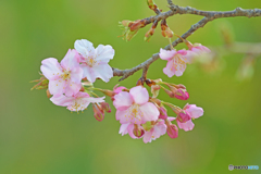 河津桜咲く