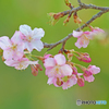 河津桜咲く