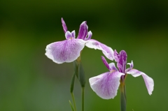 花菖蒲