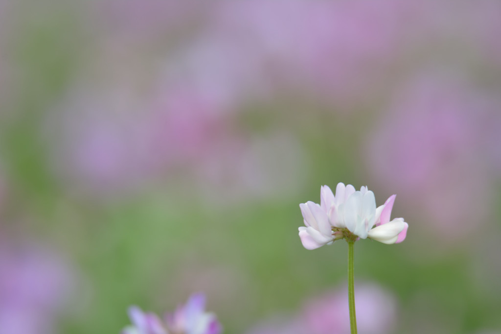 白蓮華