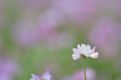 白蓮華