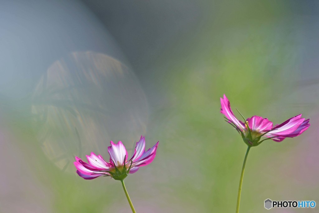 花上のボール