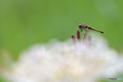 白い雲に乗って
