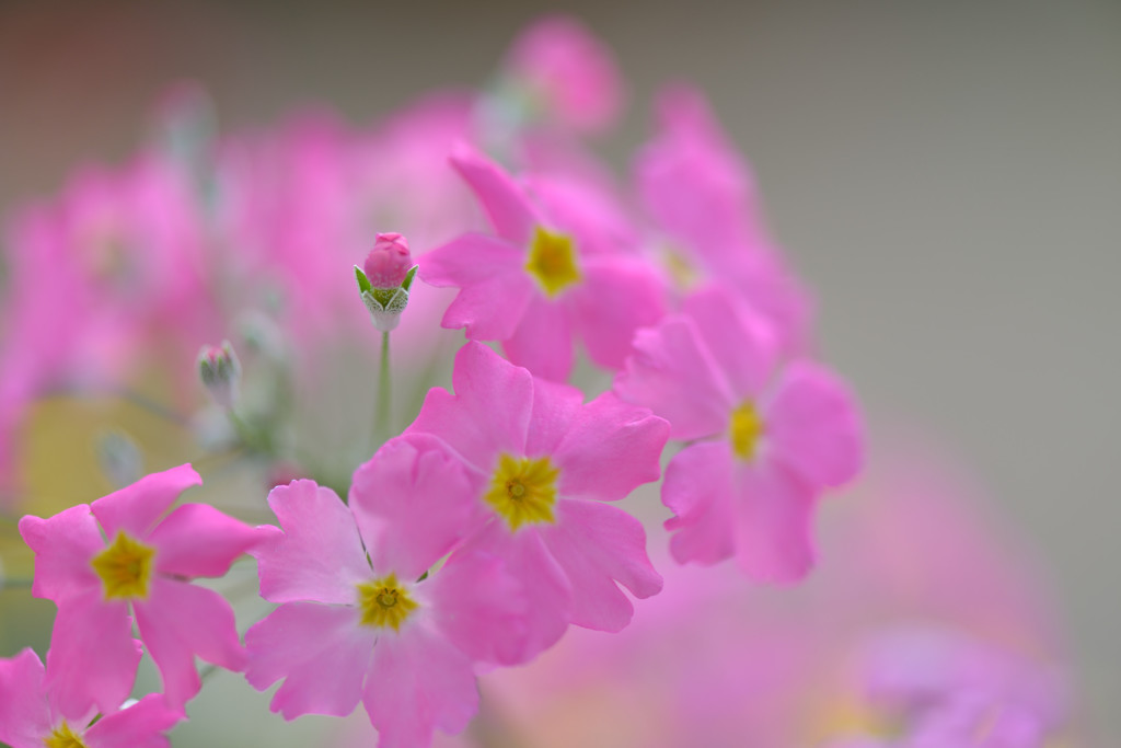 Pink.