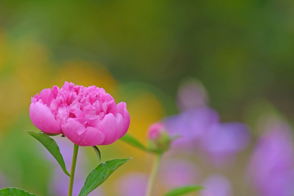 芍薬