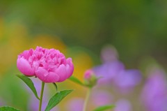 芍薬