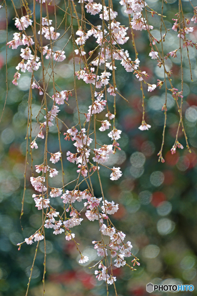 花暖簾