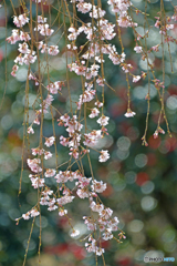 花暖簾