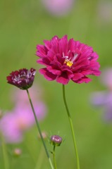 Cosmos