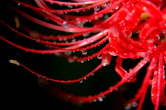虹色の水玉