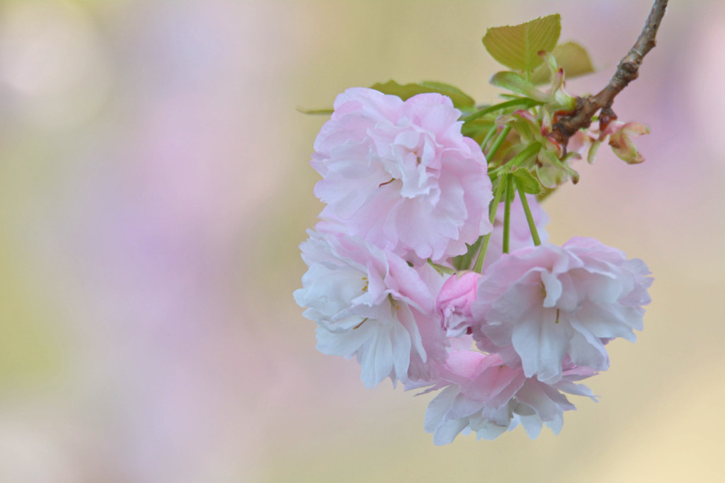我が家の牡丹桜