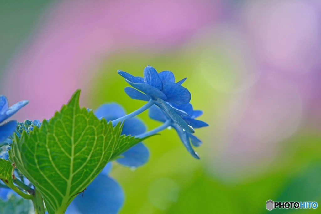 青額紫陽花