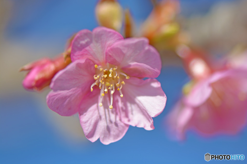 川津桜咲く