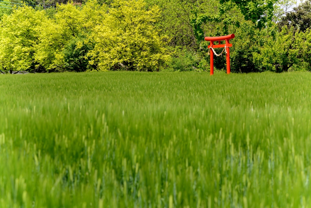 赤い鳥居