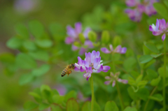 蜜蜂
