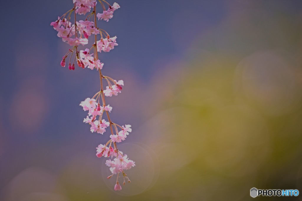 枝垂桜咲く