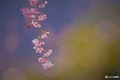 枝垂桜咲く
