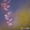 枝垂桜咲く