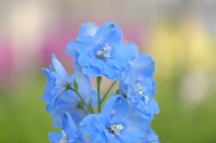 青い花