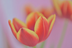 Tulip