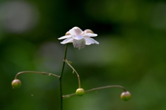 小さな花