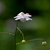 小さな花