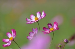 ＣＯＳＭＯＳ